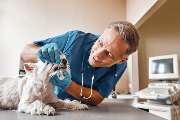 Best Emergency Dentist for Knocked-Out Tooth in Lake Wazeecha, WI